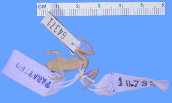 Media type: image; Herpetology A-64371